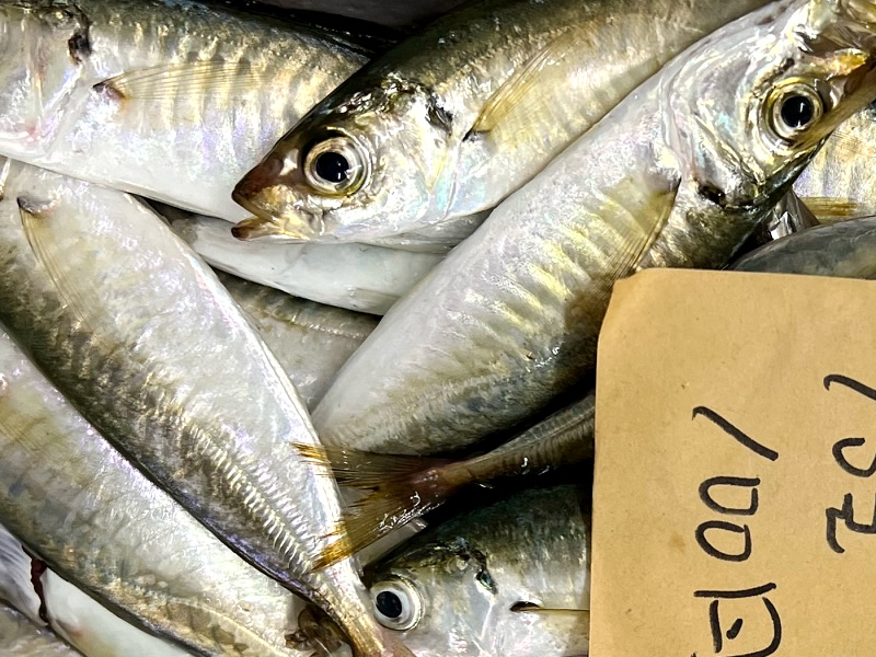 とれたて鮮魚おまかせセット　中 4人分